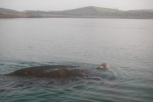 Leatherback turtle, Strangford Lough 17/02/08 © Andy Elliot